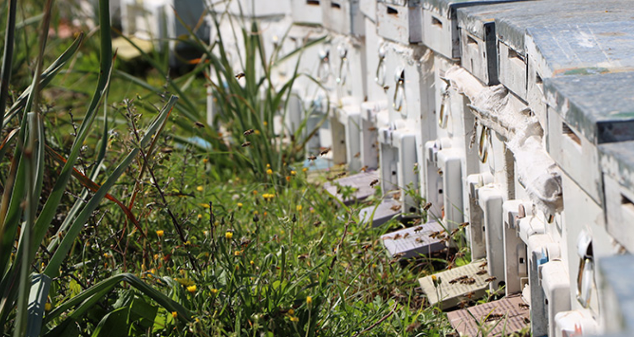 Dede mesleğini eline aldı şimdi siparişlere yetişemiyor! Avrupa sıraya girdi