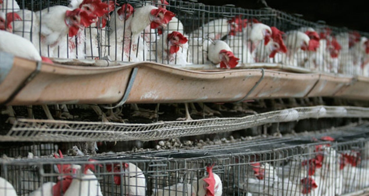 İlk kez bir insanda ‘H5N1’ türü kuş gribine rastlandı